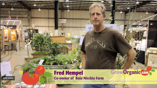 Daikon radish cover crop video showing large soil-building roots
