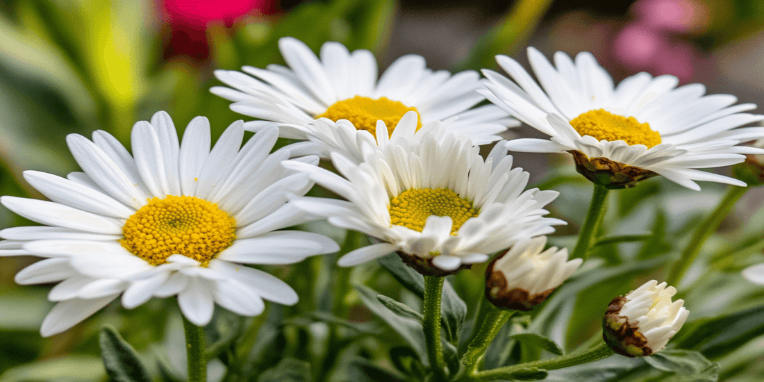 White daisies with yellow centers