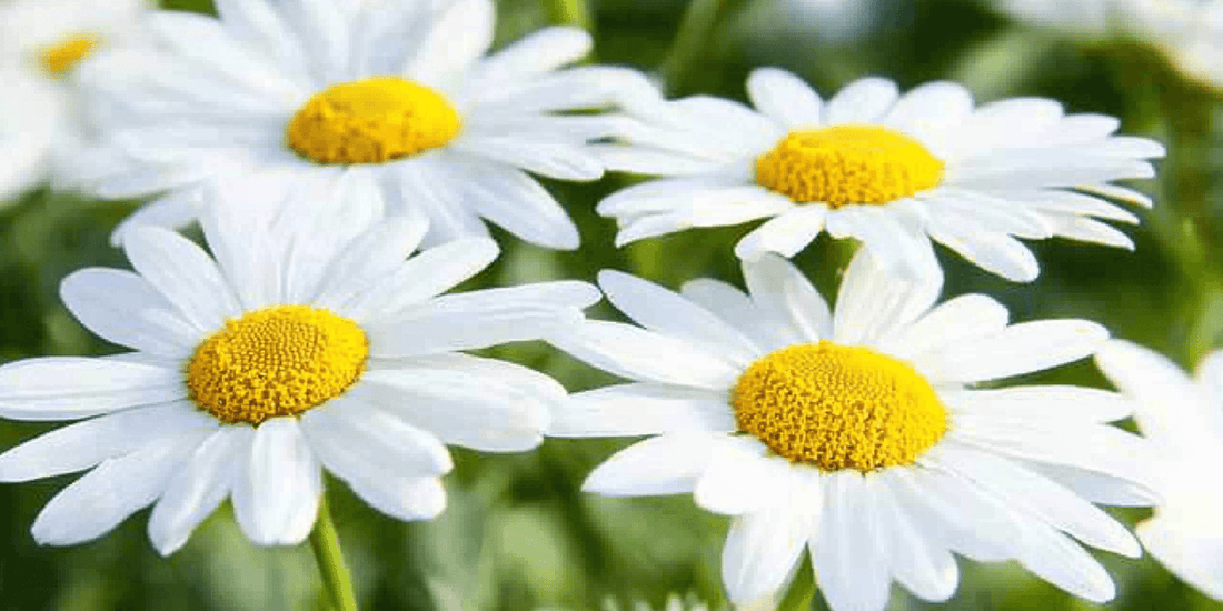 White daisies with yellow centers in bloom