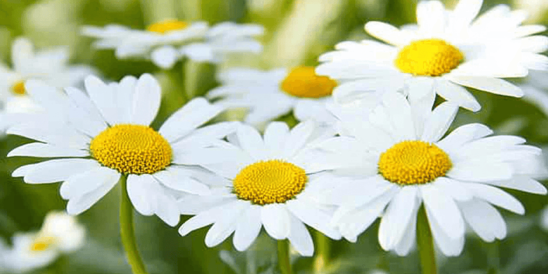 White daisies blooming together