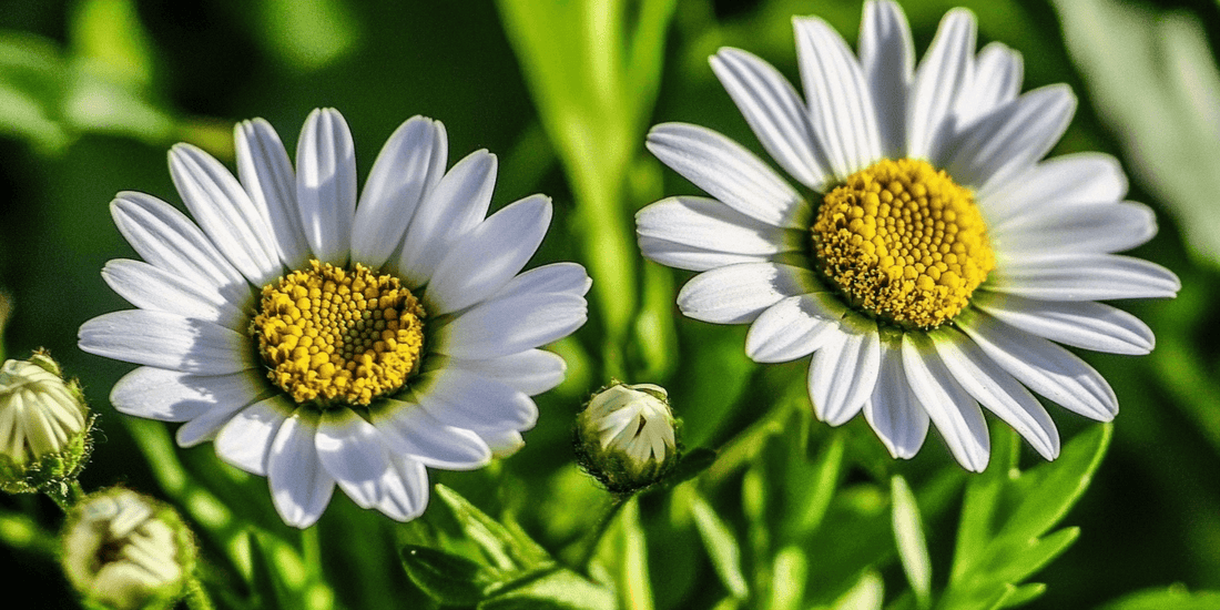 The Science Behind Daisy Heliotropism - Grow Organic