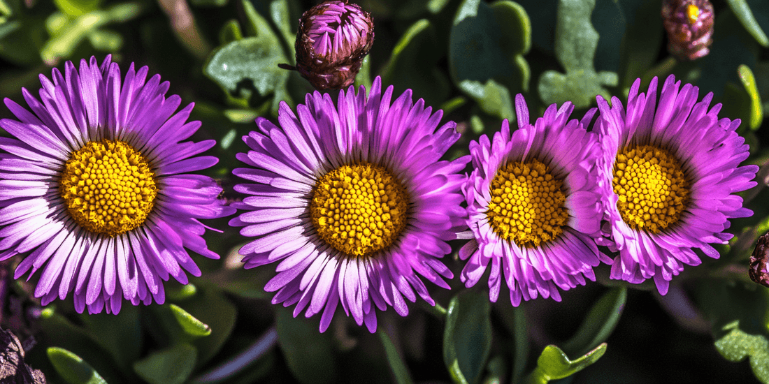 Uncommon Daisy Varieties for Your Garden