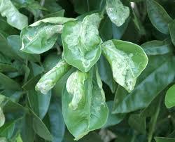 Close-up of fresh green basil leaves