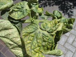 Curled leaves with yellow stippling examined for possible spider-mite damage
