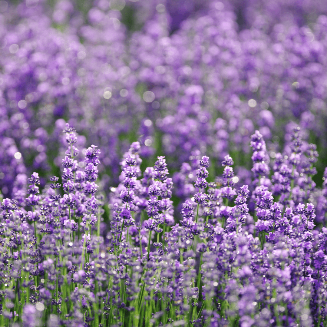 Lavender for Beginners: A Comprehensive Guide - Grow Organic