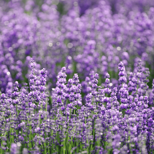 Lavender for Beginners: A Comprehensive Guide - Grow Organic