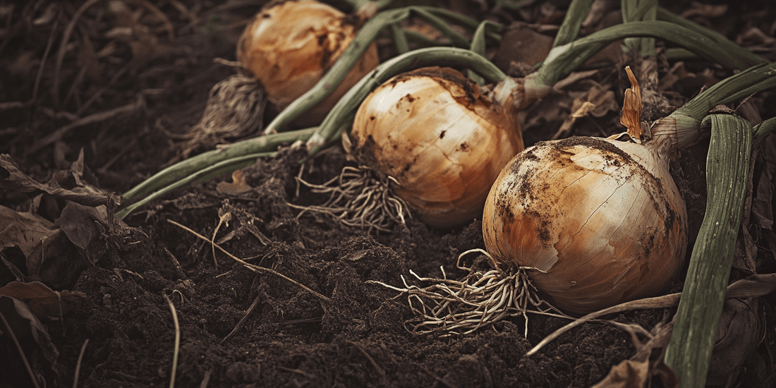 Mature onion bulbs partly exposed in soil