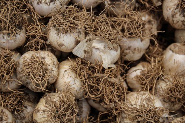 Detailed close-up of freshly harvested garlic bulbs with roots, showcasing organic texture