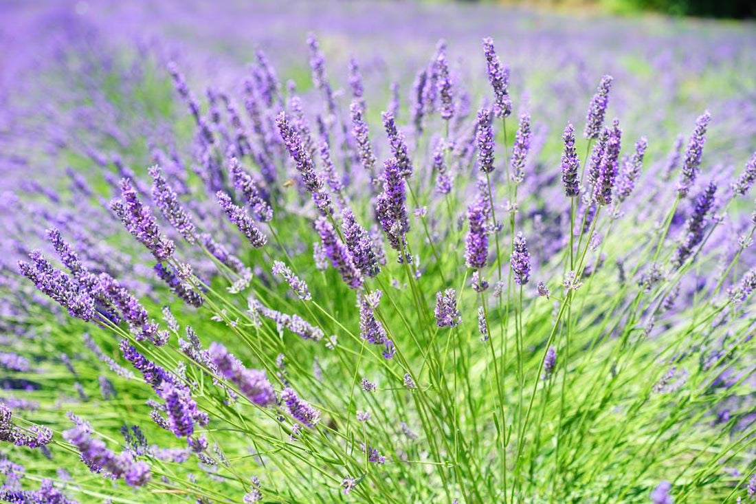 Rows of lavender blooming in a field