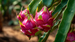 Why Your Dragon Fruit Isn’t Fruiting