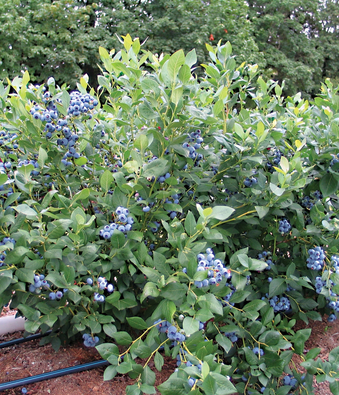 Fall Planting of Blueberries: Establishing Strong Roots Before Winter