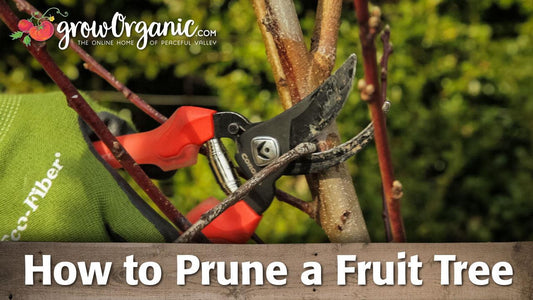 How to Prune Fruit Trees - Grow Organic