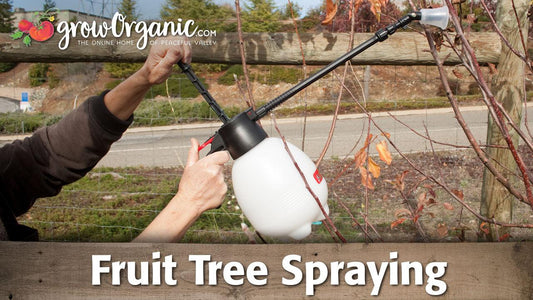 Applying a dormant-season spray to a leafless fruit tree