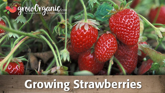 Ripe red strawberries growing among green leaves