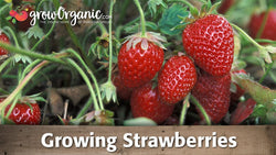 Ripe red strawberries growing among green leaves