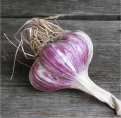 Garlic Growing Tips for Beginners: Simple, Practical Advice for Those New to Garlic Gardening - Grow Organic