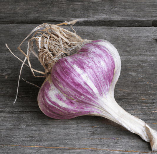 Purple-striped garlic bulb on wood