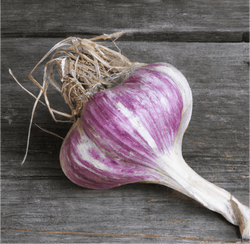 Purple-striped garlic bulb on wood