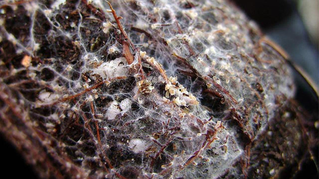 White mycorrhizal fungal threads around plant roots