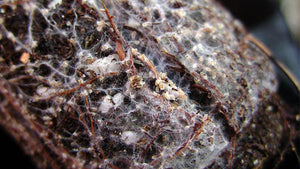 Mycorrhizal Fungi in Action: Understanding Mycorrhizae Soil and the Benefits of Mycorrhizae for Plants