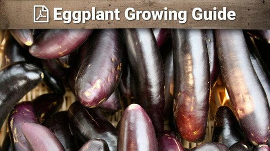 Eggplant growing guide graphic over purple fruit