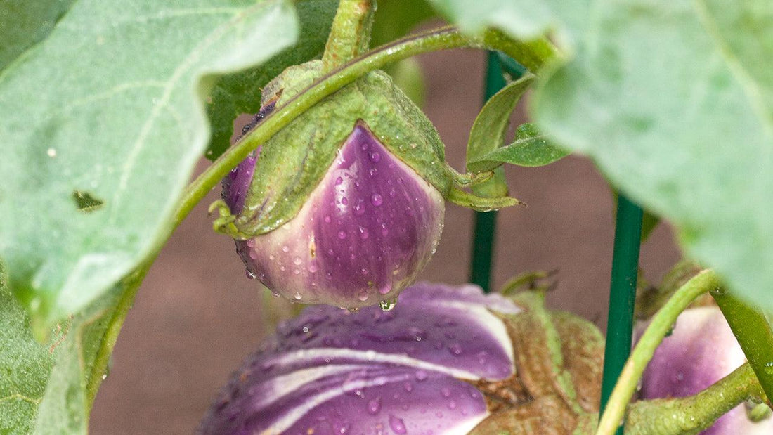 Purple-striped eggplants hanging on the plant