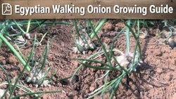 Egyptian walking onion growing guide graphic