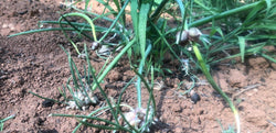 Rows of Egyptian walking onions in bare soil