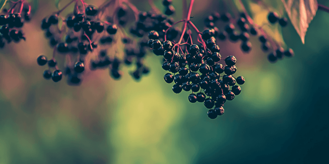 Ripe elderberry cluster hanging among leaves