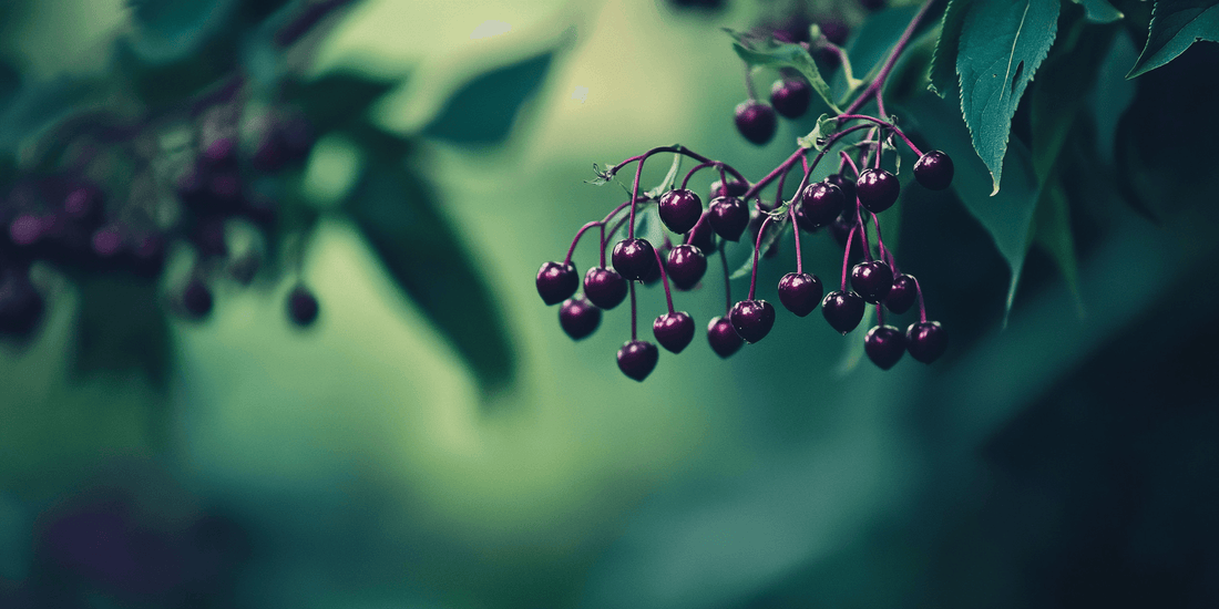 Dark elderberry cluster on a shaded branch