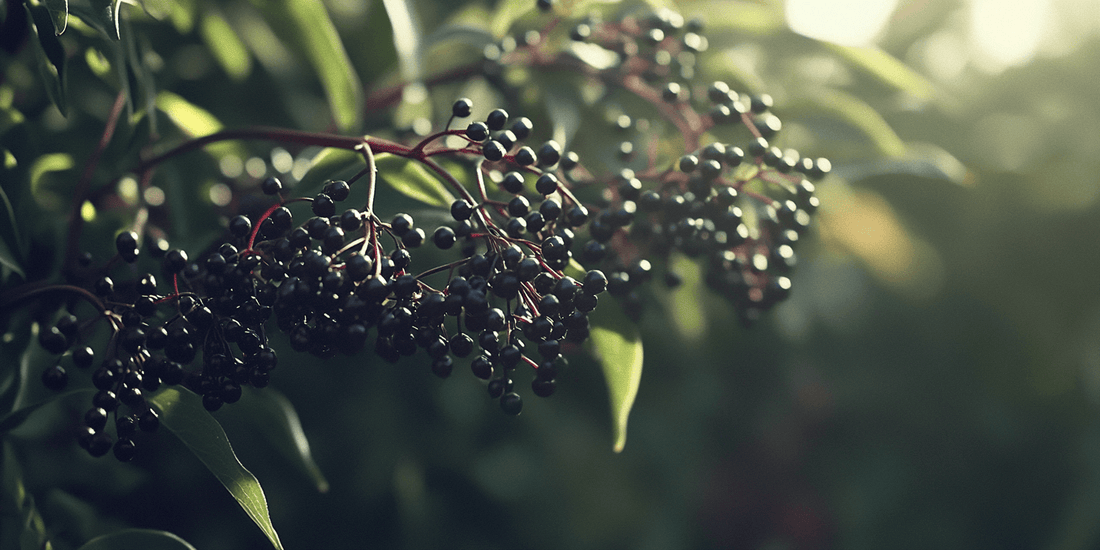 Ripe elderberries hanging in soft sunlight