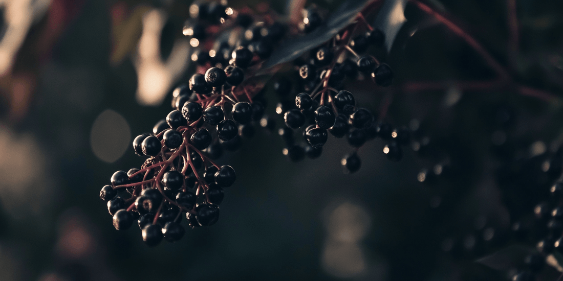 Dark elderberry clusters on a branch