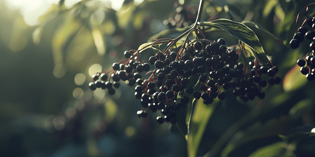 Ripe elderberries hanging in warm light
