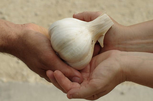 Elephant Garlic