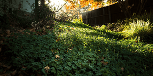 Jute Netting & Cover Crops for Sierra Foothill Erosion