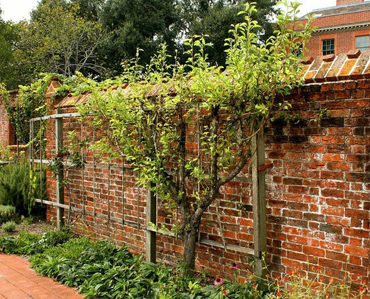 Espalier fruit tree
