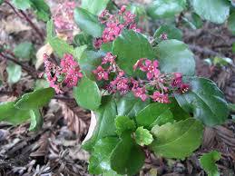 Pink native flowers among broad green leaves