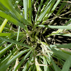 Egyptian walking onion bulbils among green stalks
