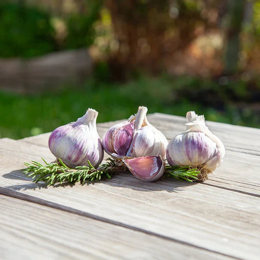 Music Garlic Bulbs for Planting: Spacing, Depth and Care