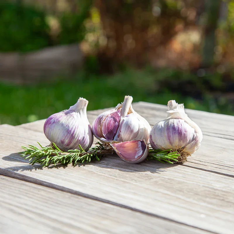 Music garlic bulbs for planting