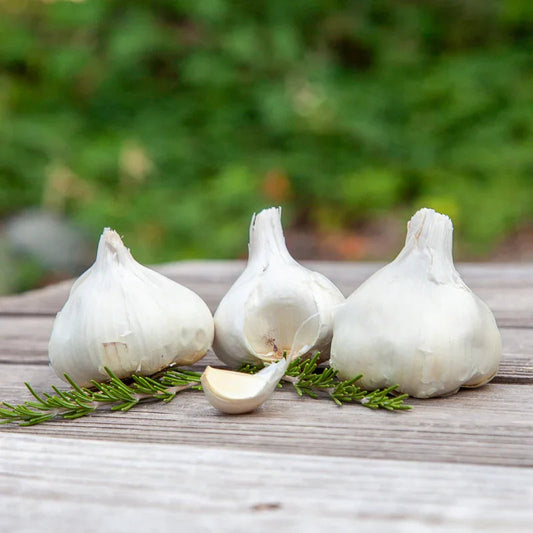 Inchelium Red Garlic Growing Guide