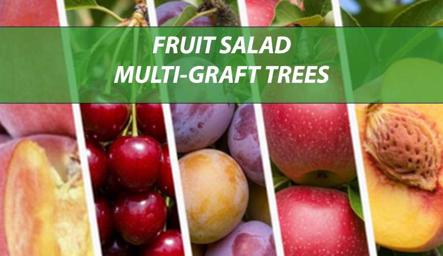 Multi-grafted fruit tree showing multiple compatible fruit varieties