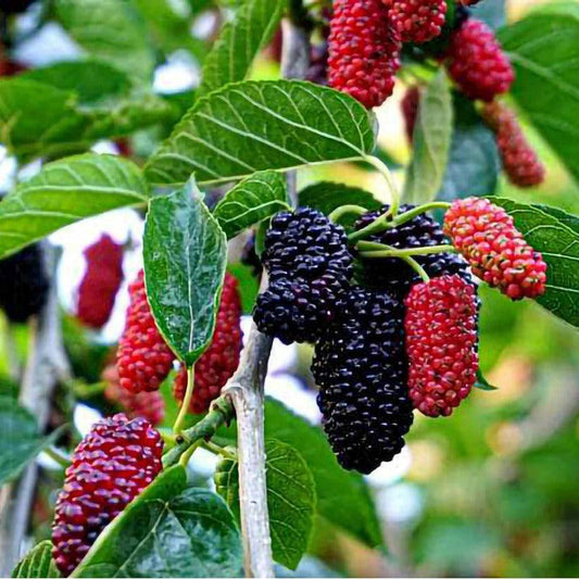 How to Grow a Dwarf Mulberry Tree on Your Patio
