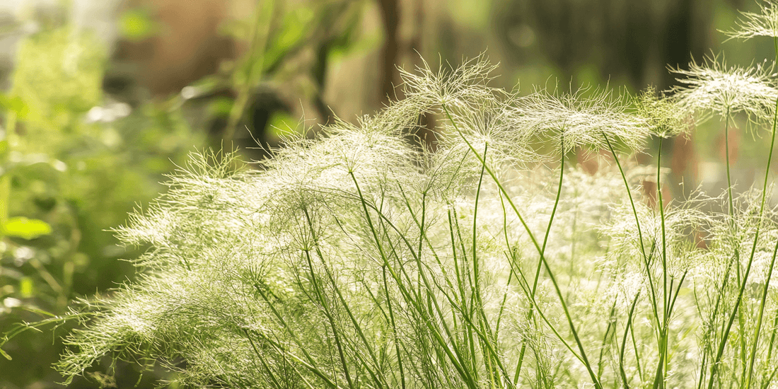 Fennel flowers above feathery foliage