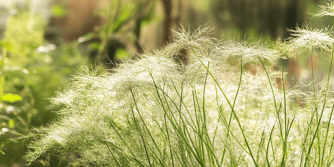 Harvesting and Using Fennel Pollen - Grow Organic