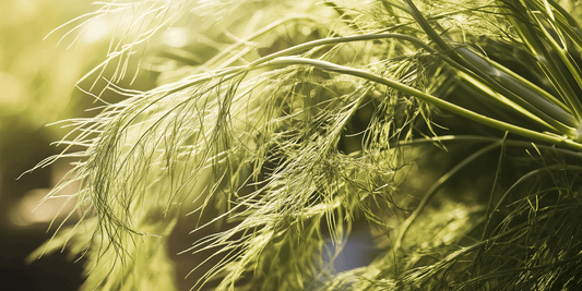 Overwintering Fennel: A Comprehensive Guide - Grow Organic