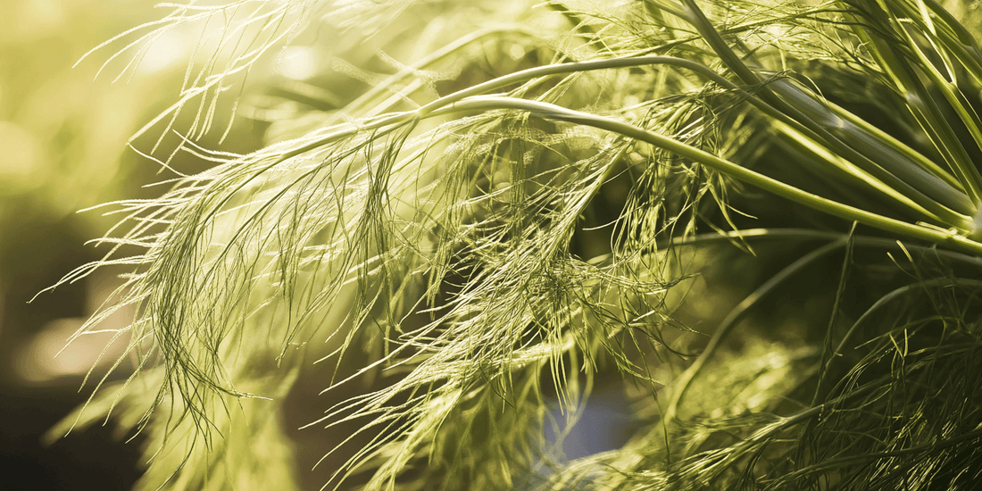 Fennel seed heads