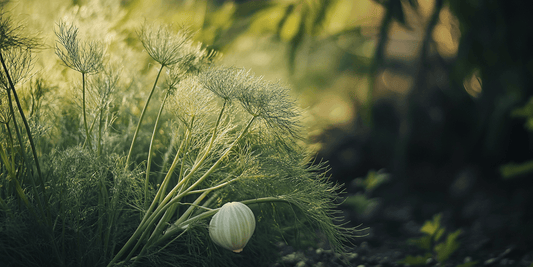 Exploring Different Fennel Varieties - Grow Organic