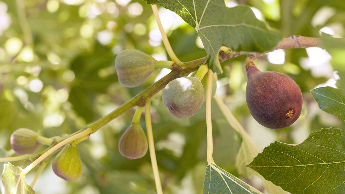 Ripe figs on tree.