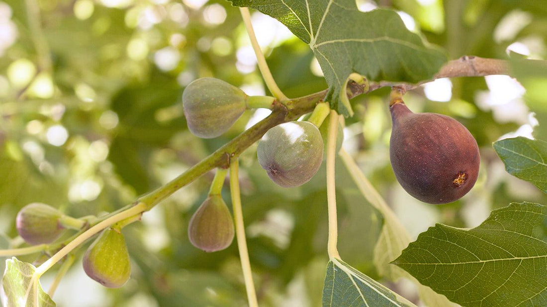 Purple figs growing among green leaves